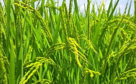 【令和6年産】コシヒカリ 精米 10kg【茨城県共通返礼品　美浦村産】◇ ※2024年9月中旬頃より順次発送予定