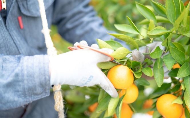 年内発送 等級混合 有田みかん M ～ SS以下 サイズ 約1.6kg 南泰園 和歌山 有田 みかん BS597