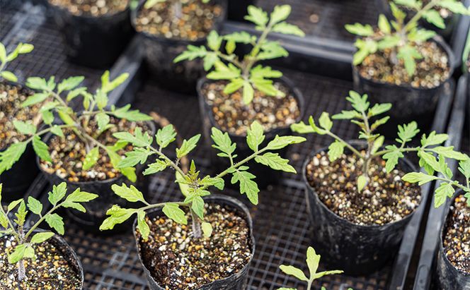 【大容量！2026年夏発送】ふらの ミニトマト 食べ比べ 各3kg×2種 計6kg（品種：ほれまる＆ラブリーさくら）北海道 富良野市 野菜 新鮮 直送 トマト 道産 ふらの 送料無料 数量限定 先着順