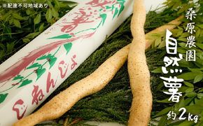 自然薯 約2kg 錦町産 桑原農園 配送不可：離島 野菜 根菜 
