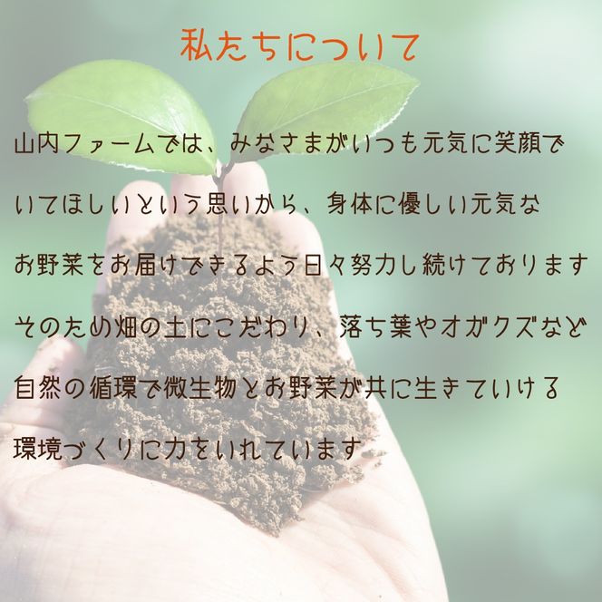 【定期便 全3回】季節の野菜詰め合わせセット（新鮮 採れたて 野菜 セット 定期便 詰め合わせ 宮崎県）