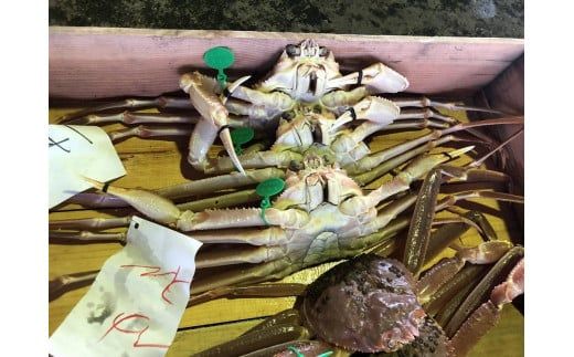 【幻のズワイ蟹】　　京丹後産　茹で間人蟹(中）　鮮度抜群、浜茹でにてお届け！！ 600g級×1杯　YK00090