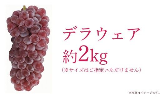 デラウェア 2kg 【 2026年7月上旬発送開始 】 (茨城県共通返礼品：大子町) デラウェア ぶどう ブドウ 葡萄 完熟 種無し フルーツ 旬果