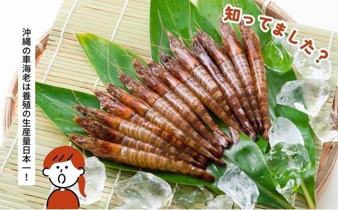 活〆還元車えび（急速冷凍・500g） えび エビ 車海老 車エビ 海産物 海鮮 冷凍 養殖 活き締め 急速冷凍 沖縄県産 沖縄 うるま市