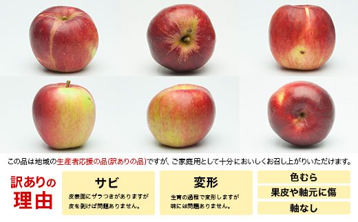 FYN6-595 ≪2026年先行予約≫ ご家庭・加工用 山形県産 りんご 紅玉 約4.5kg 2026年10月上旬から順次発送 中生種 早い 林檎 リンゴ こうぎょく 果物 くだもの フルーツ 秋果実 訳あり 加工用 家庭用 自宅用 農家 支援品 産地直送 期間限定 山形県 西川町 月山