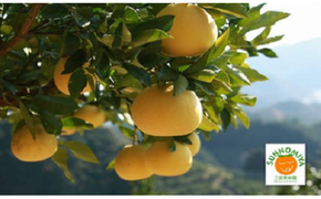 三宮果樹園の土佐文旦 家庭用３Kg 