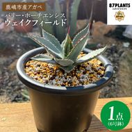 アガベ　パリー・ホーチエンシス『ウェイクフィールド』【観葉植物 自然 お庭 インテリア 多肉 アガベ 6号 鉢 ナチュラル 鹿嶋市産 実生】（KCP-8-b）