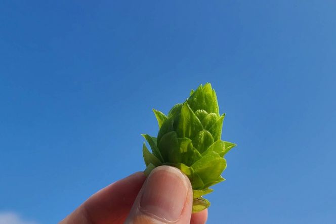 クラフトビール　TK100-Fresh HOP MEISTER [Green]　京丹後産ホップ使用　6缶セット クラフトビール 数量限定 350ml 6種 セット 冷蔵 お酒 酒 プレゼント ギフト 贈答 贈り物 ドイツビール 地ビールセット ペアリング くらふとびーる クラフトびーる 送料無料　TO00125