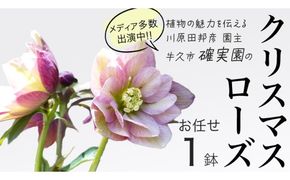 《 先行予約 》【 確実園 オリジナル 】 クリスマスローズ （ おまかせ 1点 ） ガーデニング 花 はな フラワー 鉢 鉢植え [BG001us]