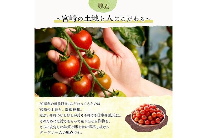 ＜先行予約受付中！2025年12月から順次発送予定＞＜期間限定＞ ミニトマト(約3kg) ミニトマト(約3kg)野菜 とまと フルーツトマト サマー千果 アイコ サラダ 【GF-2】【グーファーム】