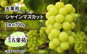 ぶどう 2026年 先行予約 シャイン マスカット 1房 約700g ぶどう フルーツ 果物 贈り物 ギフト 岡山 五果苑 岡山のぶどう 岡山の果物 岡山のフルーツ 産地直送 種なし 皮ごと