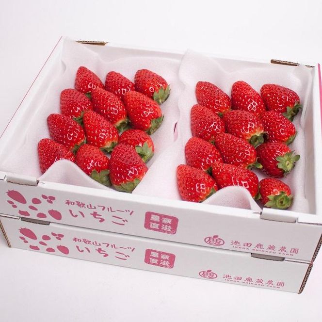 朝摘み完熟まりひめ約1.2kg（300g前後×4トレイ）［和歌山ブランド苺まりひめ］［こだわりの土耕栽培のいちごを農家直送］［IKE97］ 303446_BB017