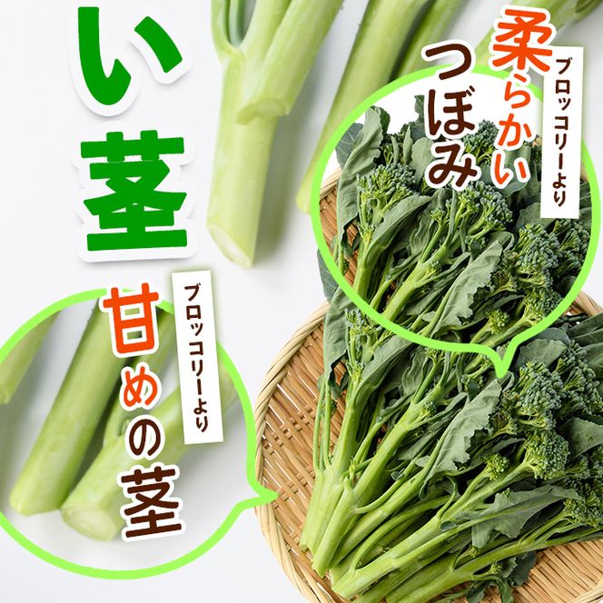 ＜先行予約受付中！2026年11月上旬以降順次発送予定＞ スティックセニョール (3kg) 国産 鹿児島県産 阿久根市産 ブロッコリー 野菜 サラダ お弁当 ピクニック 産地直送 茎ブロッコリー 肉巻き 数量限定 期間限定 【うとさんち】akn067-26