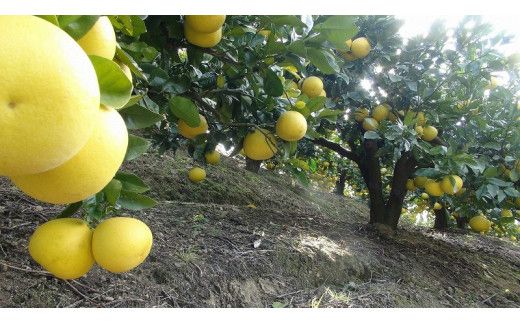 【先行予約】【訳あり】三愛果樹園の土佐文旦10kg / 土佐文旦 みかん 柑橘 ぶんたん ブンタン 果物 フルーツ 〈2027年2月上旬から順次発送〉【三愛果樹園】