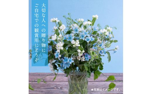 【CF-R7hbk】JJM003　《先行予約》芸西村特産ブルースター花束（約45本程度の花束）