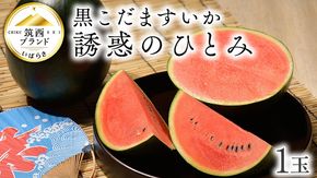 【 JA北つくば 】 黒こだますいか 「 誘惑のひとみ 」 1玉 2026年産 スイカ 果物 フルーツ 小玉スイカ 小玉 西瓜 くだもの デザート 茨城 [AE056ci]