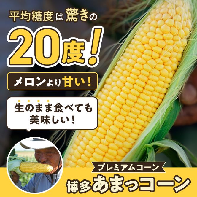 【来年度受付予約：2026年6月より発送】とうもろこし 農家直送！SDGs米糠堆肥で作った環境に優しいメロンより甘い 博多あまっコーン 4.5キロ以上 (10～15本) /酒見農産/トウモロコシ ※配送不可：離島