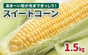 【先行予約】結いの街のスイートコーン☆ゴールドラッシュ 464686_YF013