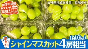 【 訳あり 】 シャインマスカット 4房相当（約1.6kg） 【2025年9月より発送開始】 田舎の頑固おやじが厳選！（茨城県共通返礼品 [ぶどう]：結城市産） 果物 フルーツ 不揃い わけあり 先行予約 家庭用 フルーツ ブドウ 果物 ぶどう シャイン マスカット くだもの 先行予約 [BI208-NT]