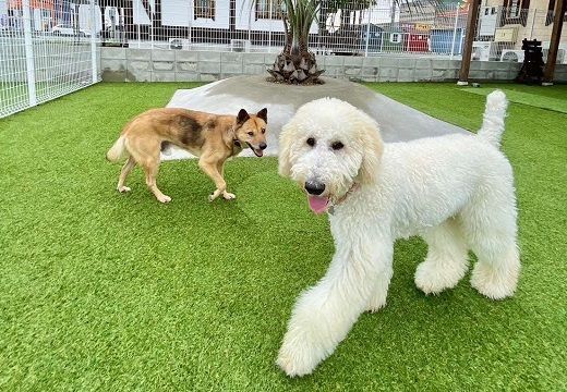 【1-392】ペットホテル利用券3,000円分