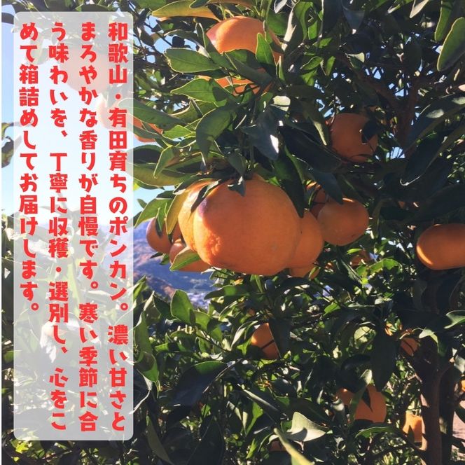 ［先行予約］極甘 柑橘 特撰 濃厚 ポンカン 5kg ［MS140］ 303446_XD90292