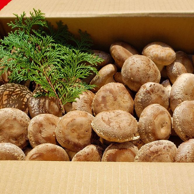 DM6001n_最高級 肉厚椎茸 清流椎茸 1.5kg【しいたけ シイタケ 椎茸 生椎茸 国産 和歌山産】