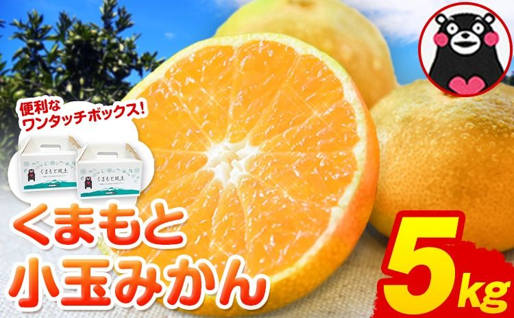 訳あり みかん くまもと小玉みかん 約 5kg (2.5kg×2箱) 蜜柑 小玉旬 不揃い 傷 ご家庭用 SDGs 小玉 たっぷり 熊本県 産 S-3Sサイズ フルーツ 柑橘 長洲町 温州みかん[2025年10月中旬-12月末頃出荷]---fn_nkomikan_bc1012_r7_6000_5kg---