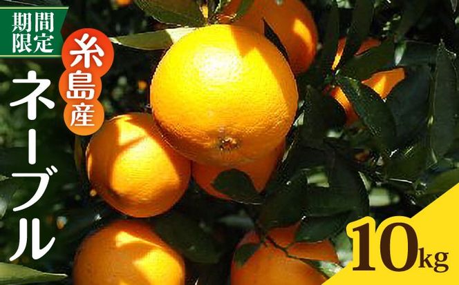 【先行受付】糸島産ネーブル10kg 【2026年2月下旬以降順次発送】 糸島市 / シーブ みかん 柑橘[AHC069]