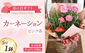 【母の日ギフト・先行予約受付】カーネーション（ピンク系5号鉢）母の日 カーネーション バスケット ラッピング ギフト仕様 ギフト 宮崎県 小林市