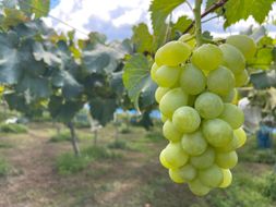 ［先行予約］和歌山 有田産 マスカットオブアレキサンドリア 約1kg 2～3房 ［2026年8月下旬より順次発送予定］  	DU04