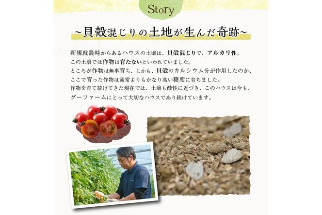 ＜先行予約受付中！2026年2月下旬～4月上旬の間に発送予定＞＜期間限定＞ミニトマト(約1.5kg)とスナップエンドウ(約1kg)野菜 とまと えんどう豆 フルーツトマト サンチェリーピュア ダルタリー アイコ サラダ【GF-3】【グーファーム】