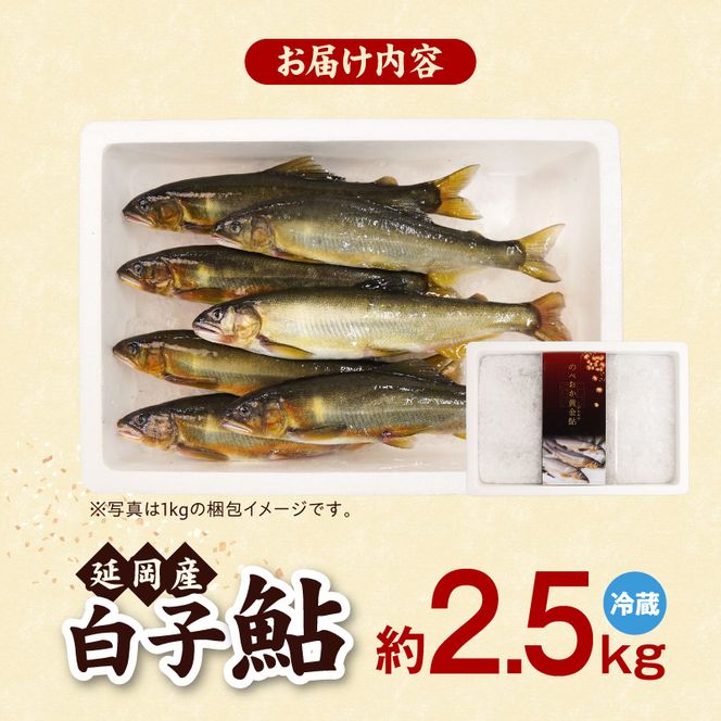 【先行予約】2026年10月下旬より発送開始【冷蔵】白子鮎約2.5kg N070-YB926-1
