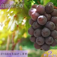  【8月下旬に発送】ジューシーな高級ぶどう 約2kg(3~5房)/ぶどう 藤稔 黒ブドウ 果物 くだもの フルーツ 有機 【kmf004】