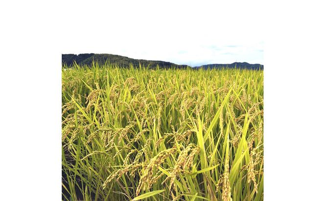 令和7年産　大上農園きぬむすめ　無洗米10kg 313726_CI006