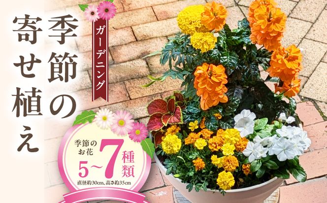 ガーデニング　季節の寄せ植え［142F01］