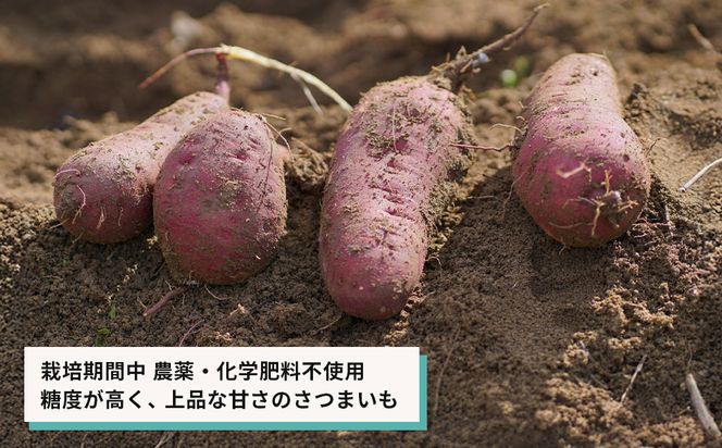 【産地直送】紅はるか（淡路島産）土付き　約5kg　不揃い【栽培期間中、農薬・化学肥料不使用】 さつまいも