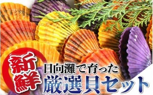 y{茧szLBZbg@N014-YZB915