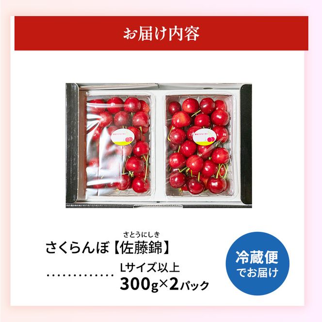 先行受付 北海道 仁木町産「匠」 さくらんぼ 【 佐藤錦 】300g×2 嶋田茂農園  サクランボ チェリー フルーツ 果物 果物類  仁木町 仁木 [嶋田茂農園匠]