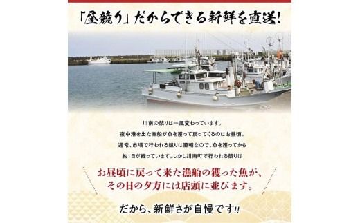 ※内容量が選べる※【担当者厳選！】伊勢海老 【 伊勢えび 魚介類 いせえび 海産物 宮崎県産 国産 】 [B04401][B04402] [B04403]