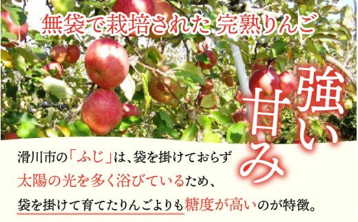 【先行予約】りんご 5kg【2026年12月以降順次発送予定】エコファーマー認定 | 林檎 リンゴ 果物 フルーツ 甘い ふじ 蜜入り 5kg 5キロ