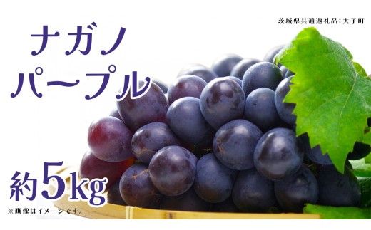 ナガノパープル 約5kg (7～9房)【2026年9月上旬発送開始】(茨城県共通返礼品：大子町) ぶどう 葡萄 ブドウ 果物 フルーツ 果実        