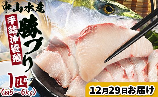 【12月29日お届け】中山水産 手結沖養殖「勝ブリ」 1匹(5kg～6kg) - 一尾まるごと 魚 ぶり 鰤 寒ブリ 海鮮 鮮魚 魚介類 ギフト 贈答 お祝い 御祝 刺身 煮物 焼き魚 照り焼き ぶりしゃぶ 一尾 たたき 1本 キロ 産地直送 buri 高知県 香南市 冷蔵 ny-0020