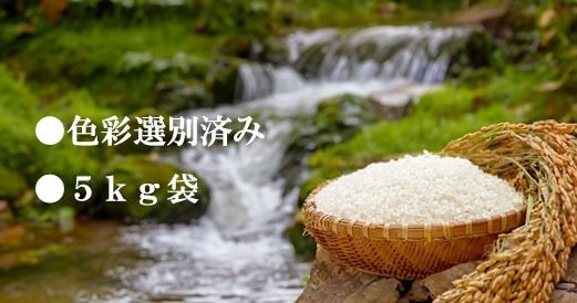 【数量限定】【山梨県産】《新米》コシヒカリ ５ｋｇ　こしひかり お米 米 精米 色彩選別 ライス 山梨 やまなし 富士川町 年末