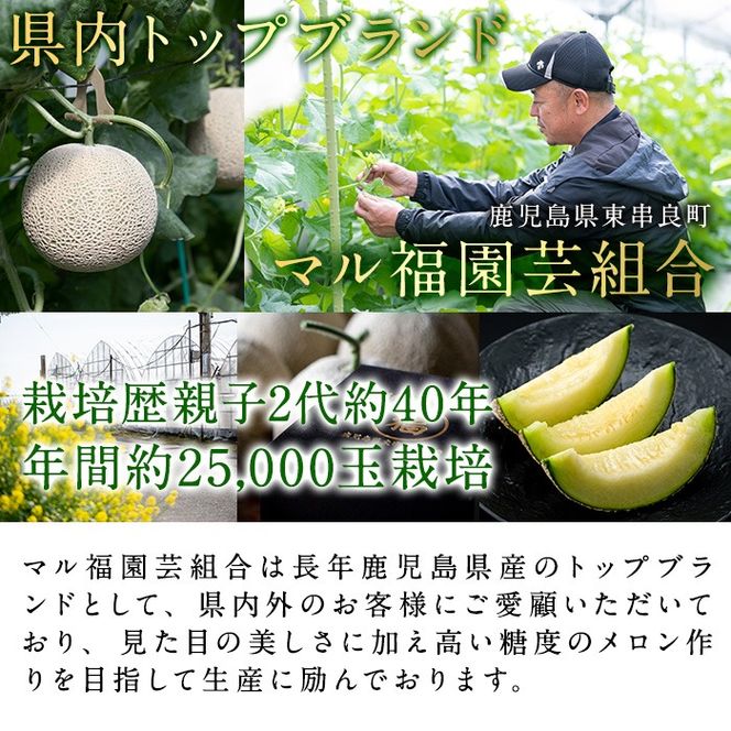【0151119a】《先行予約受付中！》＜厳選極み＞お正月に食べ頃！マル福の高級アールスメロン(大玉1玉・1.7kg以上) メロン フルーツ 果物 果実 1キロ 数量限定 期間限定 贈答 贈り物 ギフト お正月 謹賀新年 年末 【マル福園芸組合】