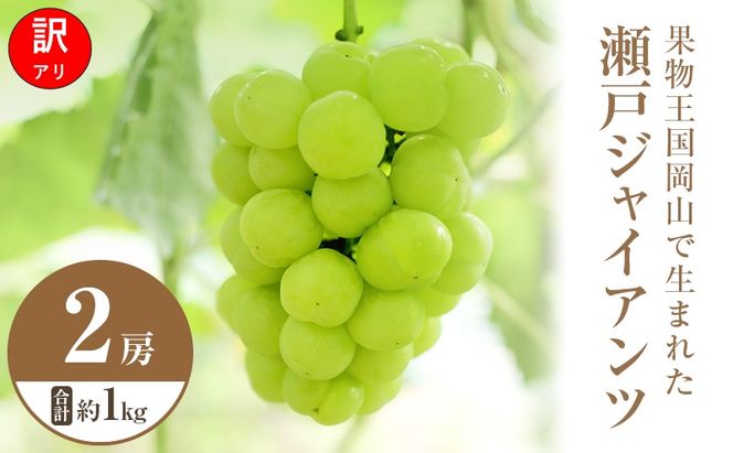 【2026年 先行予約】【訳あり品】瀬戸ジャイアンツ 2房 合計約1kg 常温配送 ぶどう 葡萄 フルーツ 果物 岡山 岡山のぶどう 食後 デザート 産地直送 皮ごと 酸味が少ない 爽やか 甘い 