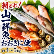 京都府宮津市産『朝どれ！山一鮮魚おおきに便』約4～5kg 魚介類 セット 産地直送 鮮魚 内臓処理加 鮮度抜群 冷蔵 詰め合わせ 旬 鯛 myz02 myz11 myz17