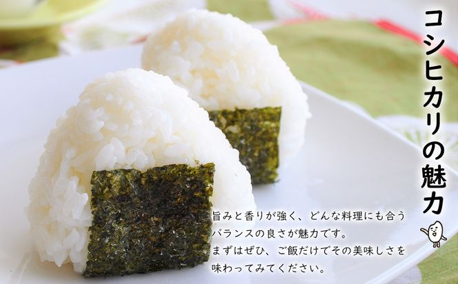 【令和7年産】米 無洗米 白米 コシヒカリ 5kg(5kg×1袋) 国産 ご飯 茨城県 境町産 人気 S269