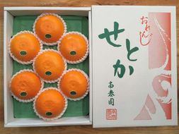 化粧箱 柑橘の大トロ ハウス せとか 厳選 大玉 7玉入  BS106