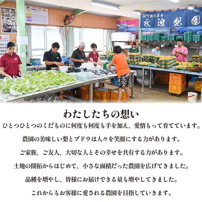 【期間限定】旬の梨とシャインマスカット 食べ比べセット 約1.4kg（シャインマスカット 梨 フルーツ 果物 詰合せ 豊水 新興 新高）