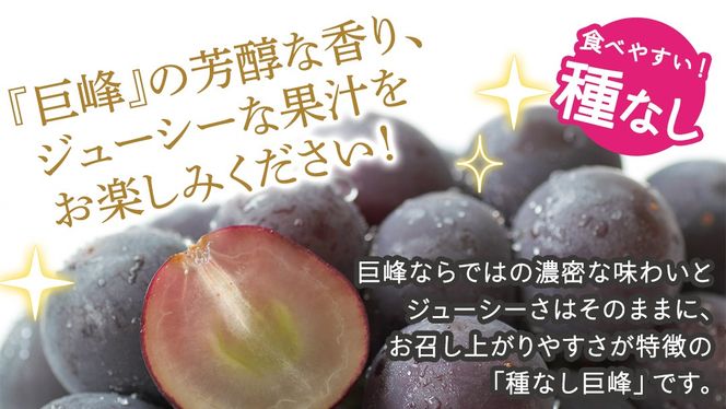 ＼ 選べる内容量 ／種なし 巨峰 約1.3kg(約2房) / 約2kg(約4房) / 約5kg(約8～12房)【2026年7月より発送開始】（茨城県共通返礼品 [ぶどう]：結城市産） ぶどう 種なし巨峰 フルーツ デザート 果物 食べやすい 旬